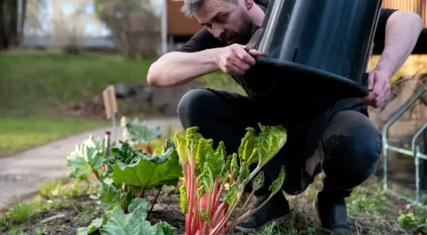 Man klipper rabarber. Efter midsommar kan rabarber vara giftiga, så det är bra att vara försiktig.