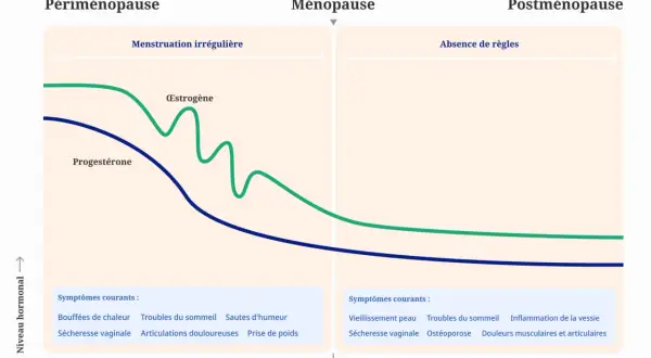 Graphique montrant la baisse des hormones œstrogène et progestérone, marquant la périménopause, la ménopause et la postménopause, avec les symptômes associés.