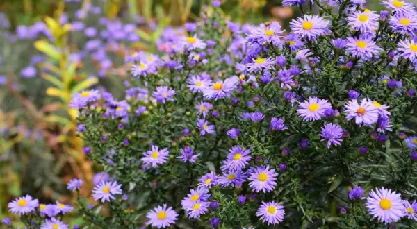 Ein Meer aus lila Astern, die noch blühen. Diese Blumen sind eine tolle Antwort auf die Frage: welche blumen kann ich jetzt noch pflanzen?