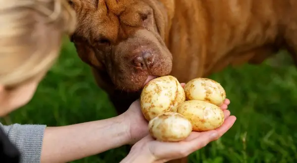 Pies shar pei wącha ziemniaki trzymane w dłoniach. Czy pies może jeść ziemniaki? To pytanie zadaje sobie wielu właścicieli.