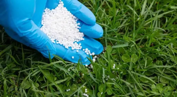 Ręka w niebieskiej rękawiczce rozsypuje białe granulki na zielonym trawniku.
