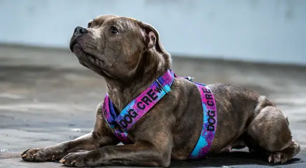 Pies w kolorowych szelkach dla psa z napisem "DOG CREW".