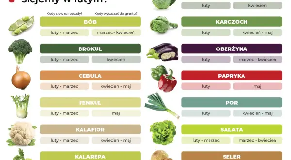 Tabela podpowiada, co siać w lutym na rozsady i do gruntu: bób, brokuł, cebulę, kapustę, karczoch, oberżynę, paprykę, por, sałatę, seler.