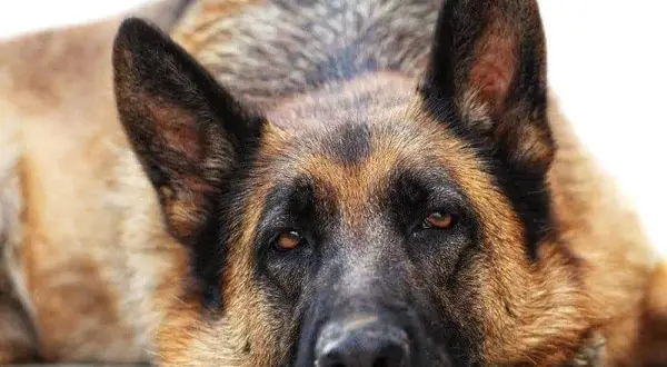Jak wychowywać owczarka niemieckiego, aby uniknąć najczęstszych błędów