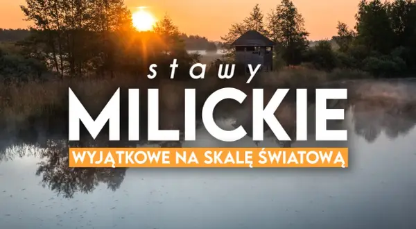 Mglisty poranek nad stawami milickimi. Idealne miejsce na odkrywanie tras rowerowych i podziwianie przyrody.