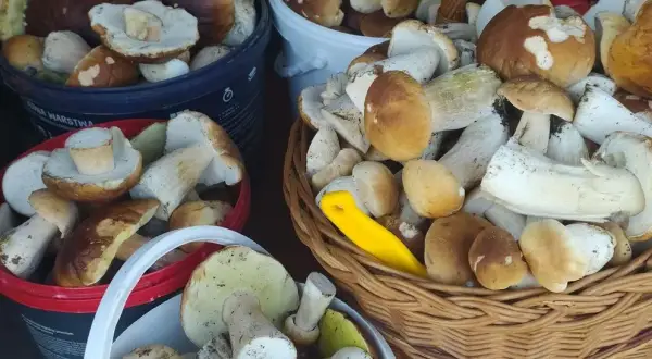 Grzybobranie w Świętokrzyskiem: Gdzie szukać borowików i podgrzybków?