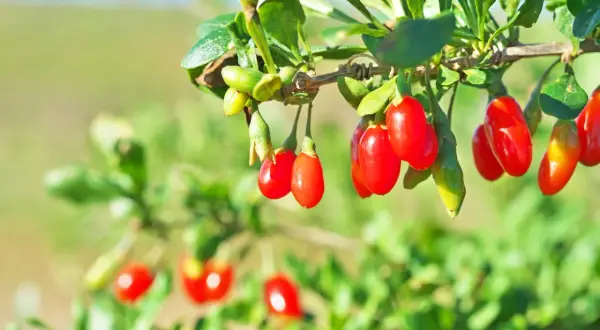 Dojrzewające jagody goji na krzewie, świadczące o udanej uprawie.