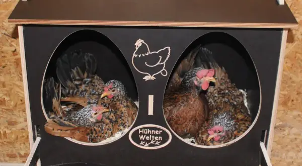 Zwei Hühner sitzen in ihren Nestern, bereit zum Entglucken. Ein Schild mit der Aufschrift "Hühner Welten" ziert die Brutbox.