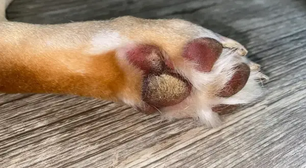 Almohadilla de perro con hiperqueratosis, mostrando engrosamiento y descamación.