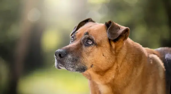Un perro mestizo de pelaje marrón y gris, con orejas caídas, mira con desconfianza. Parece que mi perro no quiere salir a la calle hoy.