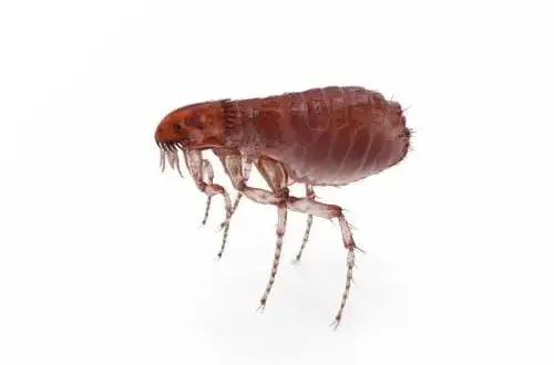 Cómo usar bomba pulgas de forma segura y efectiva en tu hogar
