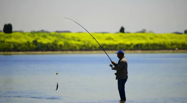 Pêcheur dans l'eau, tenant une canne à pêche avec un poisson suspendu, peut-être un perche royale, sur fond de champ de fleurs jaunes.