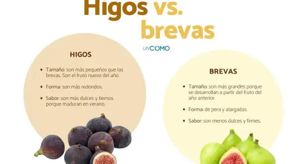Comparativa visual de la diferencia entre higos y brevas, mostrando sus características de tamaño, forma y sabor.