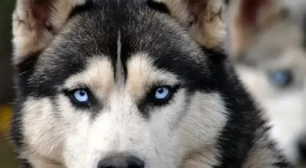 Ile kosztuje husky z rodowodem? Sprawdź, co wpływa na cenę