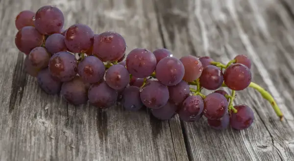 Pęk winogron odmiany Swenson Red, pokryty kroplami wody, leży na drewnianym blacie.