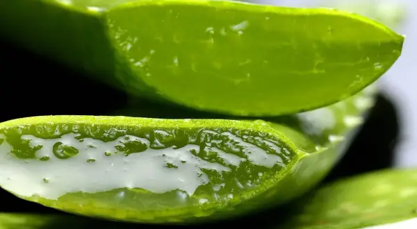 Frische Aloe Vera Scheiben, ein natürliches Hausmittel gegen unreine Haut, mit ihrem heilenden Gel.