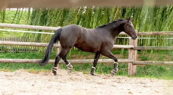Ciemnobrązowy koń w ochraniaczach na nogach wchodzi w **galop a cwał** po piaszczystym wybiegu, za drewnianym płotem.