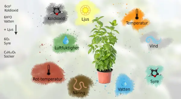 En grön planta växer i en kruka, omgiven av symboler för ljus, koldioxid, vatten, näring och temperatur, som alla påverkar dess tillväxt.