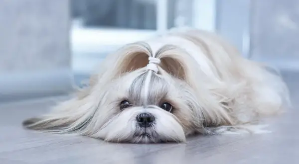 Uroczy piesek rasy shih tzu leży na podłodze, z uroczą kokardką na głowie.