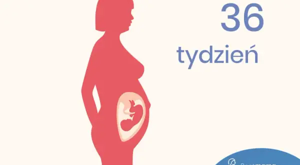 Ilustracja pokazuje sylwetkę kobiety w 36 tygodniu ciąży z widocznym dzieckiem w brzuchu.