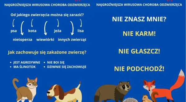 Wścieklizna u kota i innych zwierząt. Grafika ostrzega przed chorobą, pokazuje objawy i zaleca dystans. Pamiętaj o szczepieniu!