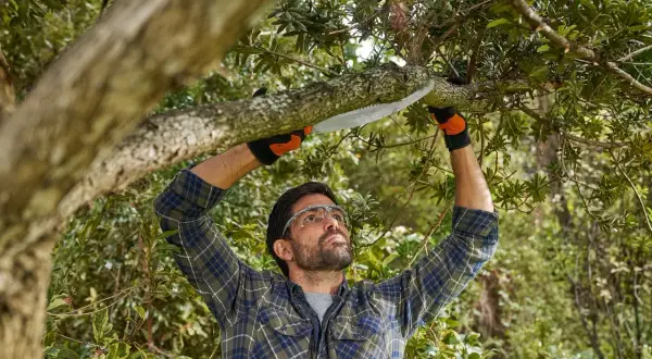 Hombre con gafas y guantes naranjas realiza la poda de árboles, cortando una rama gruesa con una sierra.