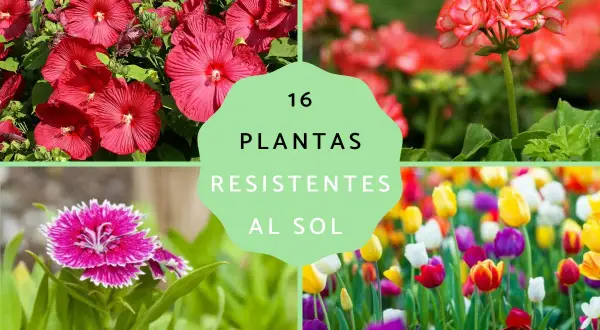 16 plantas resistentes al sol y poca agua: hibiscos rojos, geranios, claveles y tulipanes coloridos.