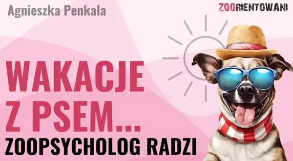 Masz psa i hotel? Poradnik: jak podróżować bez stresu!