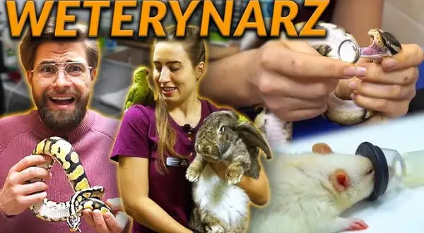 Ile zarabia weterynarz w zoo? Zaskakujące fakty o wynagrodzeniach