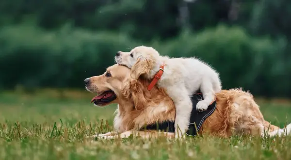 En stor golden retriever vilar i gräset med en valp som sitter ovanpå. En perfekt bild för en utfodringstabell hund.