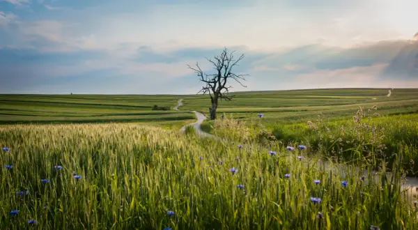Samotne, uschnięte drzewo na tle falujących pól i błękitnego nieba. Jakby z filmu, gdzie grałaby muzyka James Newton Howard, a w tle rozbrzmiewałby tekst "The Hanging Tree".