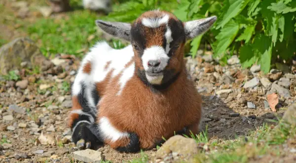 Adorable chèvre extra-toy, un bébé plein de vie, profite du soleil. Sa durée de vie promet de longues aventures.