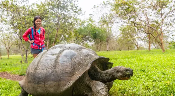 Ile żyją żółwie z Galapagos? Zaskakujące fakty o ich długości życia