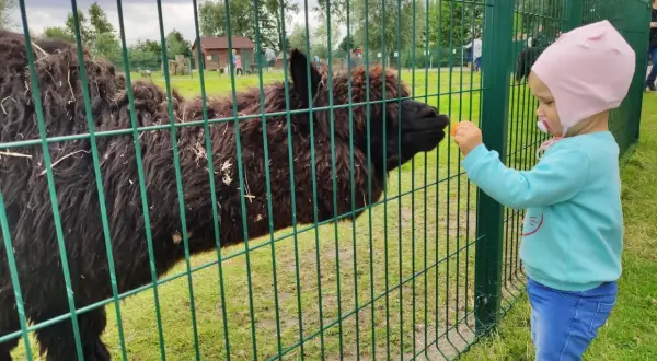 Dziecko karmi alpakę marchewką w zoo nad morzem.