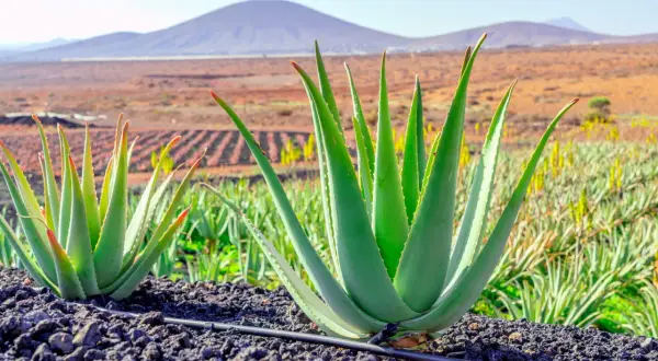 Aloes w doniczce: Gdzie kupić? Wybierz zdrowy egzemplarz!