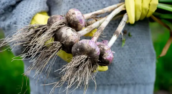 Frisch geernteter Knoblauch mit Wurzeln, bereit zum Trocknen. Das Ergebnis von knoblauch selber pflanzen.