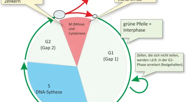 Der Zellzyklus zeigt die Phasen G1, S (DNA-Synthese), G2 und M (Mitose/Cytokinese). Grüne Pfeile markieren die Interphase.