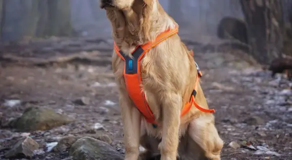 Obroża czy szelki dla golden retrievera – co wybrać, by uniknąć problemów?
