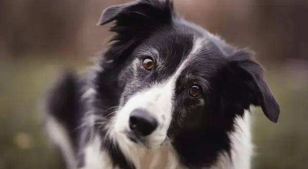 Inteligentne spojrzenie border collie, gotowego na spacer. Idealna smycz dla border collie to taka, która zapewni mu komfort i bezpieczeństwo.