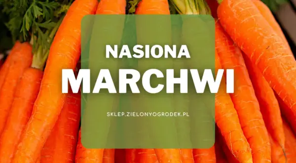 Pęczek świeżych, pomarańczowych marchwi z zielonymi naćmi. Na środku zielona nakładka z napisem "NASIONA MARCHIWI".