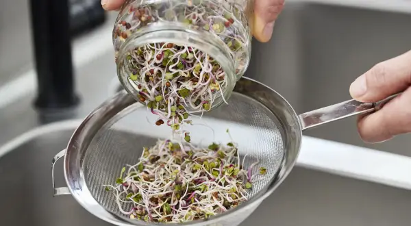 Frische Sprossen werden aus einem Glas in ein Sieb geschüttet, bereit für einen gesunden gemischten Salat mit Sprossen.