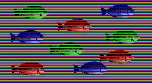 Acht Fische schwimmen auf einem Hintergrund aus roten, grünen und blauen Streifen. Sie sehen die Farben.