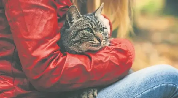 Jak zabrać dzikiego kota do weterynarza bez stresu i bólu