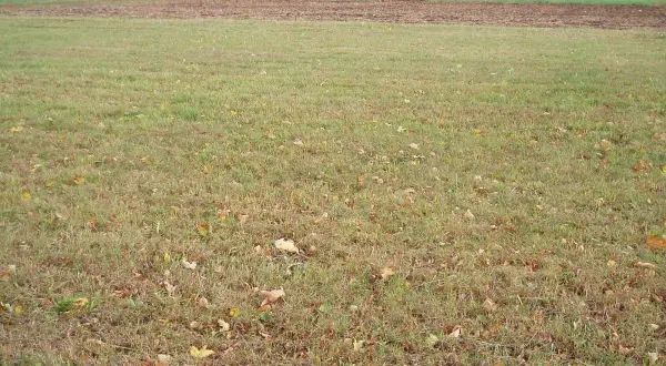 Jesienne liście na trawie, która stanowi trwałe użytki zielone. W tle pole i drzewa.
