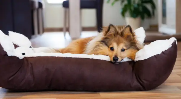 Ein Sheltie-Hund liegt in seinem Körbchen, aber der arme Hund kommt nicht zur Ruhe. Er schaut traurig in die Kamera.
