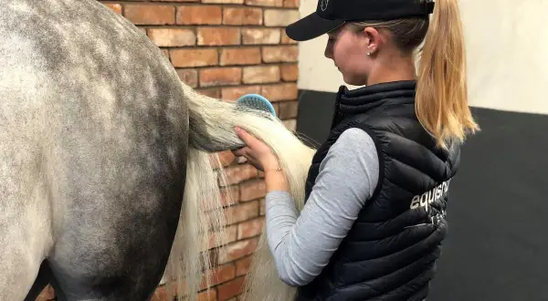 Dziewczyna w czapce i kamizelce szczotkuje długą, jasną grzywę konia. Puzdro u konia lśni w świetle.