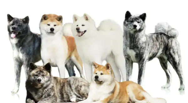 Akita Inu: Jak znaleźć elitarną hodowlę w Polsce?