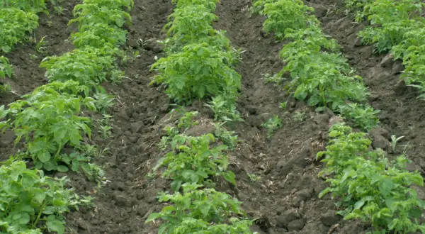 Rzędy młodych ziemniaków na polu, wśród których widać zielone chwasty dwuliścienne.