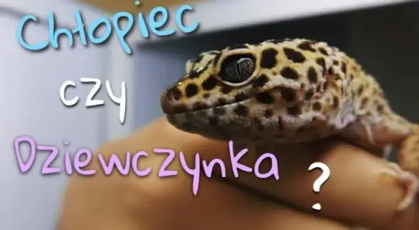 Jak rozpoznać płeć gekona orzęsionego - kluczowe cechy do zauważenia