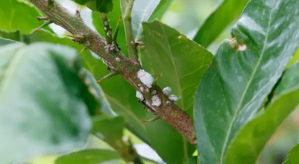 Ramo spinoso di agrumi con cocciniglie cotonose. Un rimedio anticocciniglia naturale è necessario per proteggere la pianta.